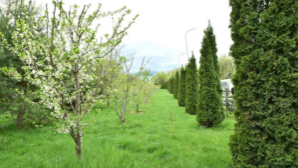 В КазНУ зацвела сакура, а деревья начали плодоносить