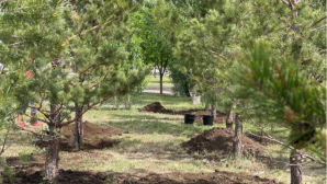 «Таза Қазақстан»: новые сосны высадили горожане в парке «Ғашықтар» в Астане