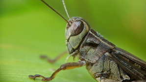 В Актюбинской области начаты работы по борьбе с саранчой