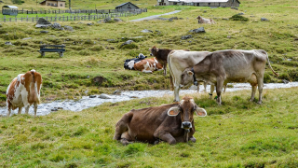 В Казахстане задержано около 190 скотокрадов