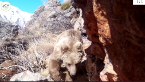 Тянь-Шаньский бурый медведь попал в фотоловушку в нацпарке «Сайрам – Өгем»