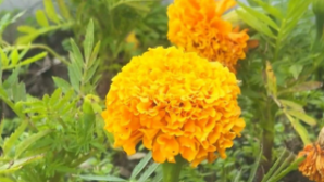 Озеленение Караганды: свыше полутора миллионов цветов украсят город 