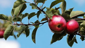 В Жетысуском регионе расцвела яблоня Сиверса