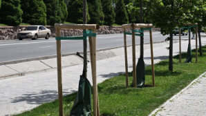 Более 2 тыс. крупномеров высажено в Алматы с начала 2025 года