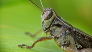 В Карагандинской области идет обработка полей от саранчи