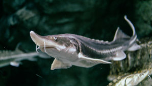  Более 500 кг осетровой рыбы изъяли у жителя Жанаозена