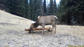 Алтайский олень попал в видеоловушку в нацпарке «Көлсай көлдері» 