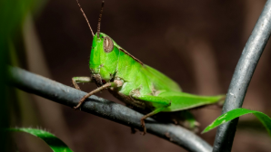 Дроны и авиацию используют для борьбы с саранчой в Карагандинской области 