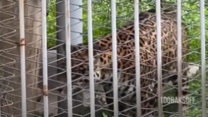 История силы и выживания: как сложилась судьба ягуара Дианы спустя 18 лет