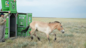 В Казахстан прибыла новая группа лошадей Пржевальского