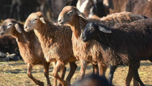 12 мест для жертвоприношения на Курбан айт определены в Алматы  