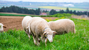 25 мест для жертвоприношений определили в Алматинской области 