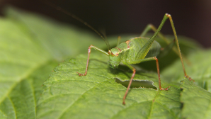 Более 700 тыс. га против саранчи обработано в Туркестанской области