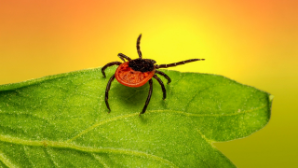 В Казахстане увеличилось количество заболевших энцефалитом