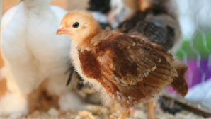 260 гражданам Шымкента предоставят грант 