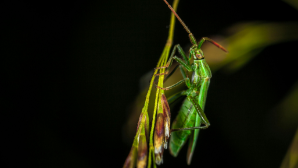 Казахстан, Узбекистан и Кыргызстан объединяют усилия в борьбе с саранчой