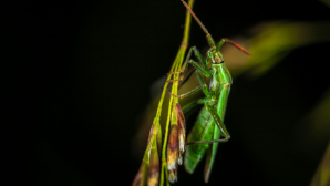 Более 320 тыс. га обработано против саранчи в Костанайской области