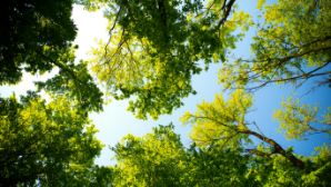 В Мангистау высадят более 30 тыс. деревьев