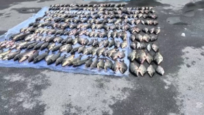 Браконьерская мафия на Сырдарье: полиция сорвала крупную рыболовную операцию