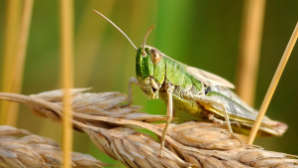 1,8 млн га сельхозугодий обработано в Казахстане против саранчовых вредителей