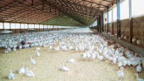 В Туркестанской области запустят птицефабрику на 280 тысяч голов