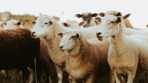 В Актобе запускается первый в Казахстане завод по переработке овечьей шерсти