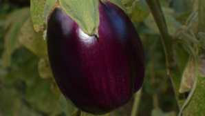 В Туркестанской области собран первый урожай баклажанов