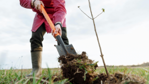 Астана, Шымкент и регионы: общественники провели экомониторинг и озеленение
