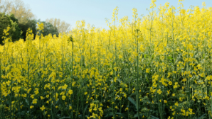 Новые культуры и водосберегающие технологии внедряют в Жетісу 