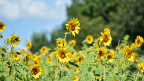 Что экспортирует Казахстан в страны Центральной Азии