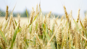 Казахстан и Таджикистан расширяют торговлю зерном