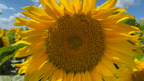 Казахстанский завод поставит партию подсолнечного масла в Китай