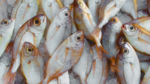 Атырауская область усиливает контроль за выловом рыбы