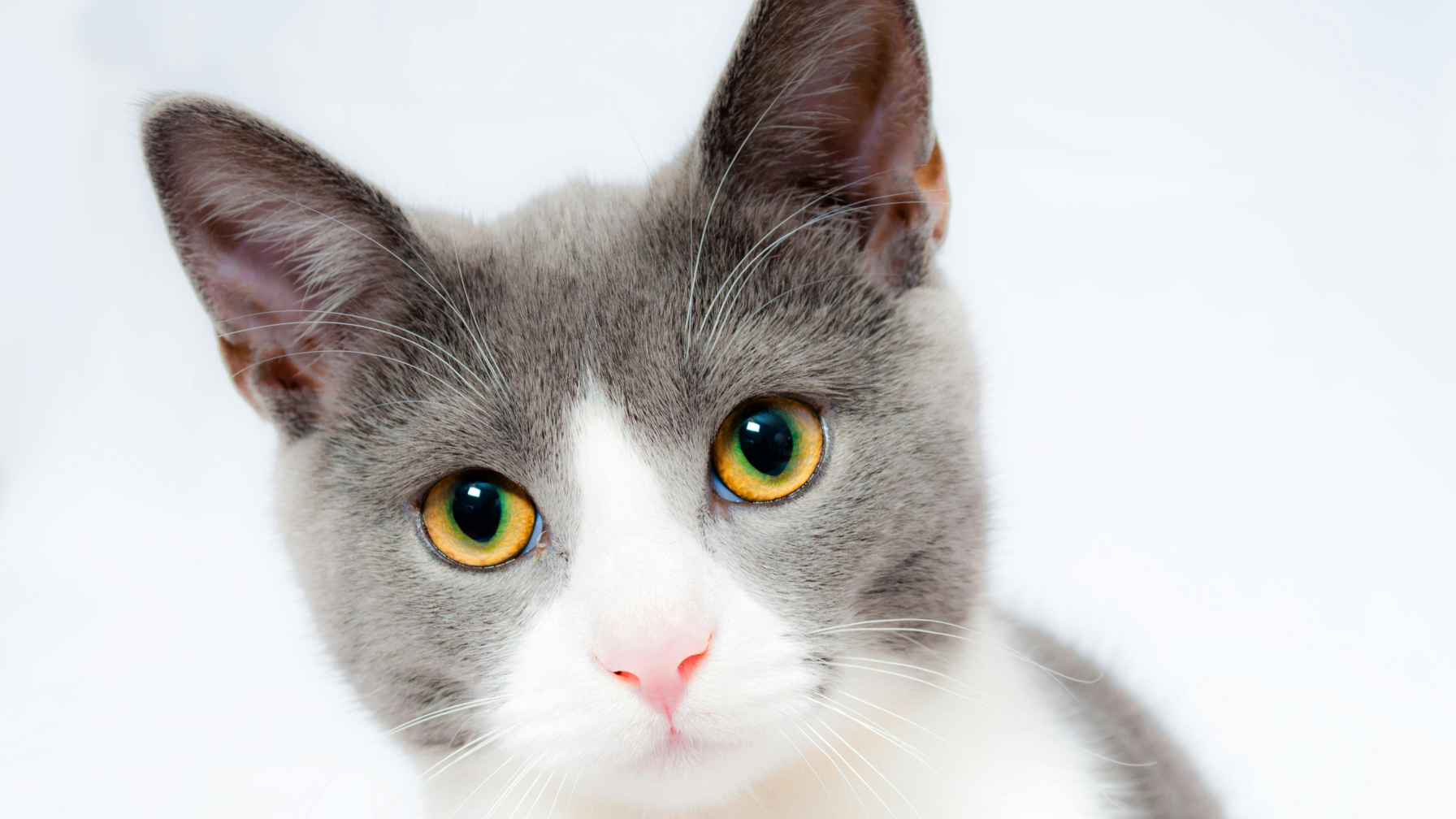 В Астане застрявшую в окне кошку спасли сотрудники МЧС