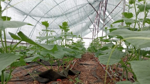 «Ауыл аманаты»: теплица, пекарня и инватакси заработали в Карагандинской области