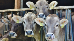 В сельских округах Казахстана строят расколы для ветеринарных процедур