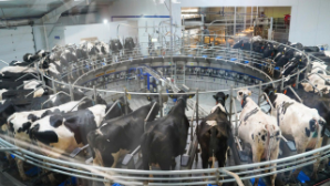 В Казахстане внедряют смарт-трекеры для мониторинга скота