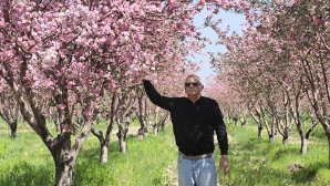 «Хорошее яблоко, но плохой сорт»: профессор Сергей Олейченко – о мифе апорта