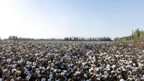 В Туркестанской области впервые внедрено капельное орошение на хлопковых полях