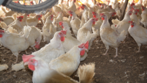 В Костанайской области строят птицефабрику и комбикормовый завод
