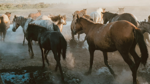 10 ДТП с участием животных: в Экибастузе принимаются меры против бесконтрольного выпаса скота
