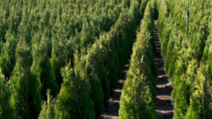 Алматы готовит почву для будущего леса: в области планируют создать крупный городской питомник