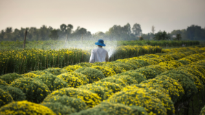 Более 100 тыс. га посевов орошено в Жетісу с начала вегетационного периода