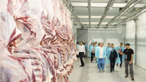 Откормочный комплекс на 5 тыс. голов КРС запущен в Туркестанской области