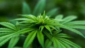 В Алматинской области уничтожена крупная плантация дикорастущего каннабиса