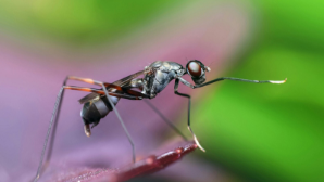 В Павлодарской области подвели итоги дезинсекции: эффективность выше 90%