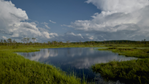 В Павлодарской области обводнили более 30 тысяч гектаров лиманов