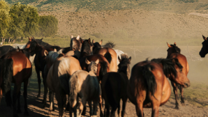 Животные стали причиной сотен экстренных остановок поездов в Казахстане