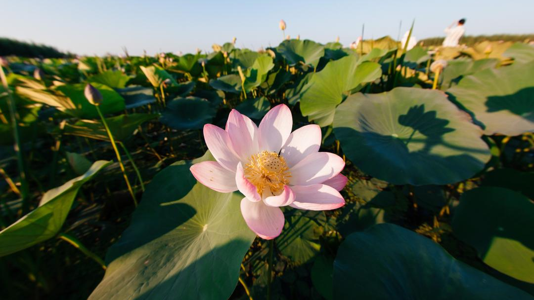 Международный фестиваль «LOTUS FEST – 2025» стартовал в Атырауской области  