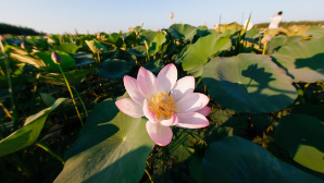 Международный фестиваль «LOTUS FEST – 2025» стартовал в Атырауской области  